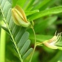 Green Cassia Nomame Extract