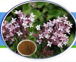 Syzygium Aromaticum Extract - 5:1, 10:1, 20:1 Ratio | Light Yellow Brown Powder, Health Benefits for Digestion and Antiseptic Properties