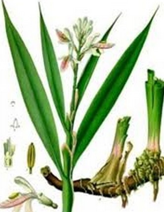 Green Lesser Galangal Rhizome Extract