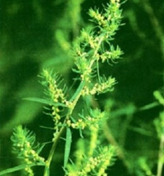 Fructus Kochiae Extract