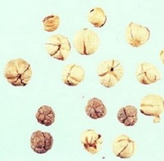 कड़वी इलायची का अर्क