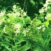 Clematis Root Extract - 5:1, 10:1, 15:1, 20:1 | Brown Powder, Solvent Extracted from Root and Rhizome, Dispels Wind and Dampness