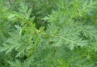 Brown Sweet Wormwood Herb Extract