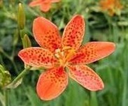 Red Blackberry Lily Rhizome Extract