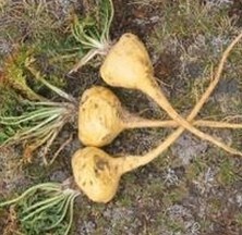 Brown Maca Extract