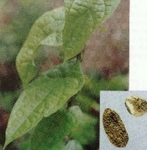 Green Radix Tinosporae Extract