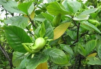 Green Cape Jasmine Fruit Extract