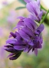 Purple Alfalfa Extract