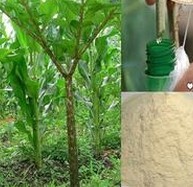 Konjac extract