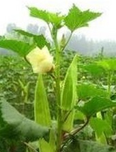 Okra extract