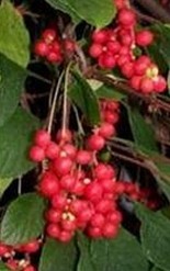 Schisandra Extract