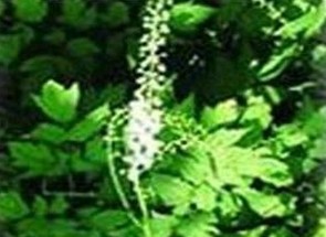 Black Cohosh Extract