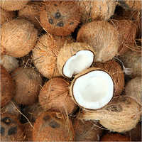 Coconut