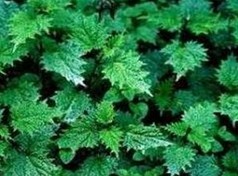 nettler root extract