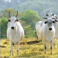 गायों के चारा सप्लीमेंट्स