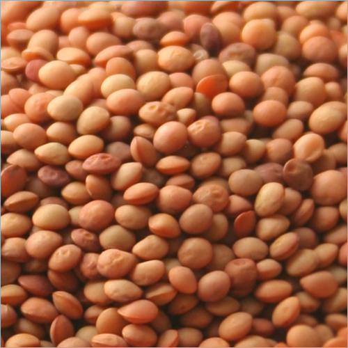 आम मसूर दाल