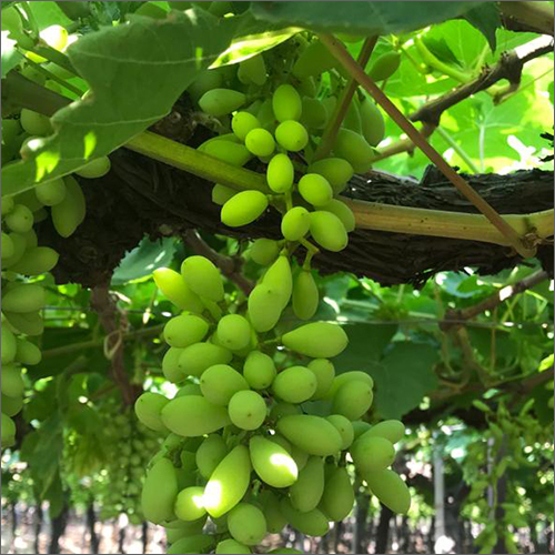 Organic Fresh Green Grapes