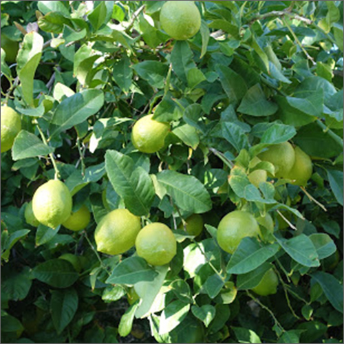 गोल ताजा नींबू