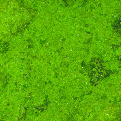 निकल क्लोराइड