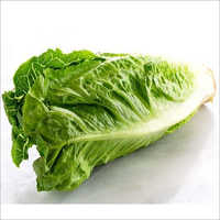 Fresh Lettuce