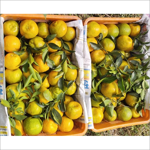 Common Fresh Orange