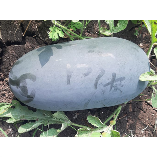 Fresh Watermelon - Whole Fruit , Common Cultivation Type, Naturally Sweet and Juicy Flavor