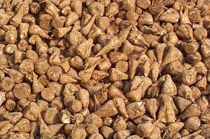 Sugar Beet Seeds
