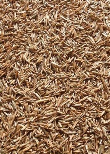 Ryegrass Seed