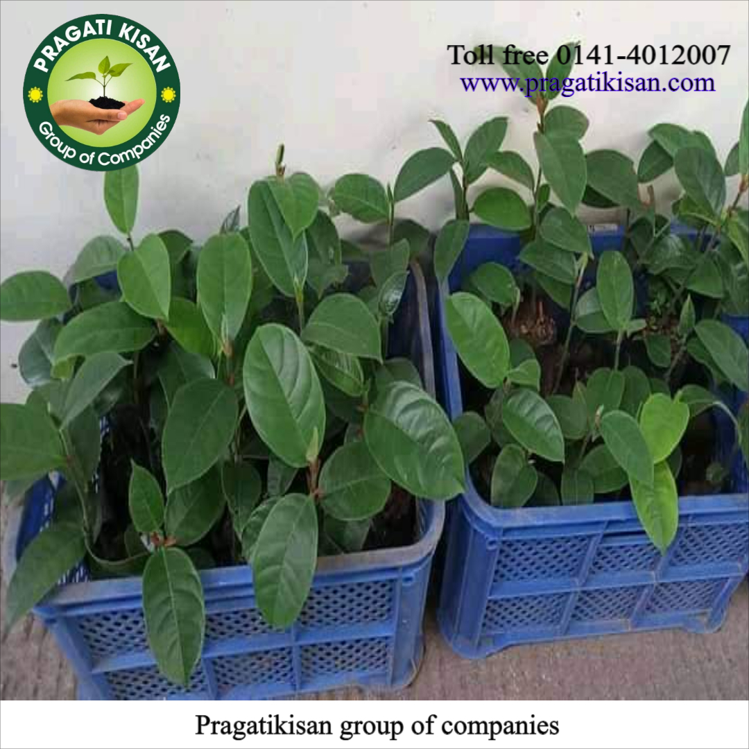 Kathal Plants - 25 Feet Height When Fully Grown, 2 Feet Size, Green Color, Alkaline Soil Preference, Shelf Life Of 25-30 Years