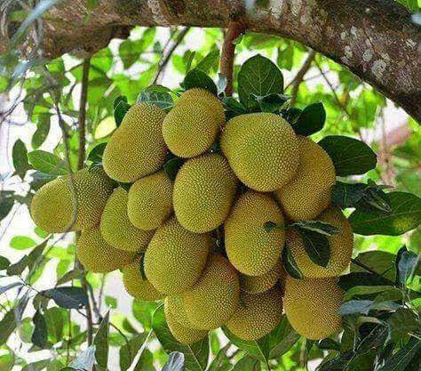 Kathal Plants - 25 Feet Height When Fully Grown, 2 Feet Size, Green Color, Alkaline Soil Preference, Shelf Life Of 25-30 Years