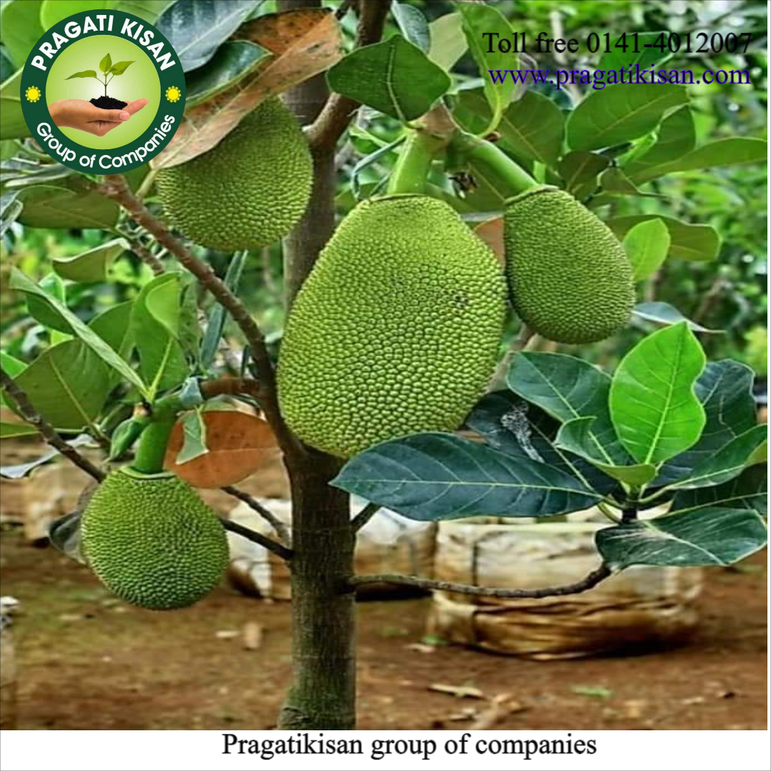 Kathal Plants - 25 Feet Height When Fully Grown, 2 Feet Size, Green Color, Alkaline Soil Preference, Shelf Life Of 25-30 Years