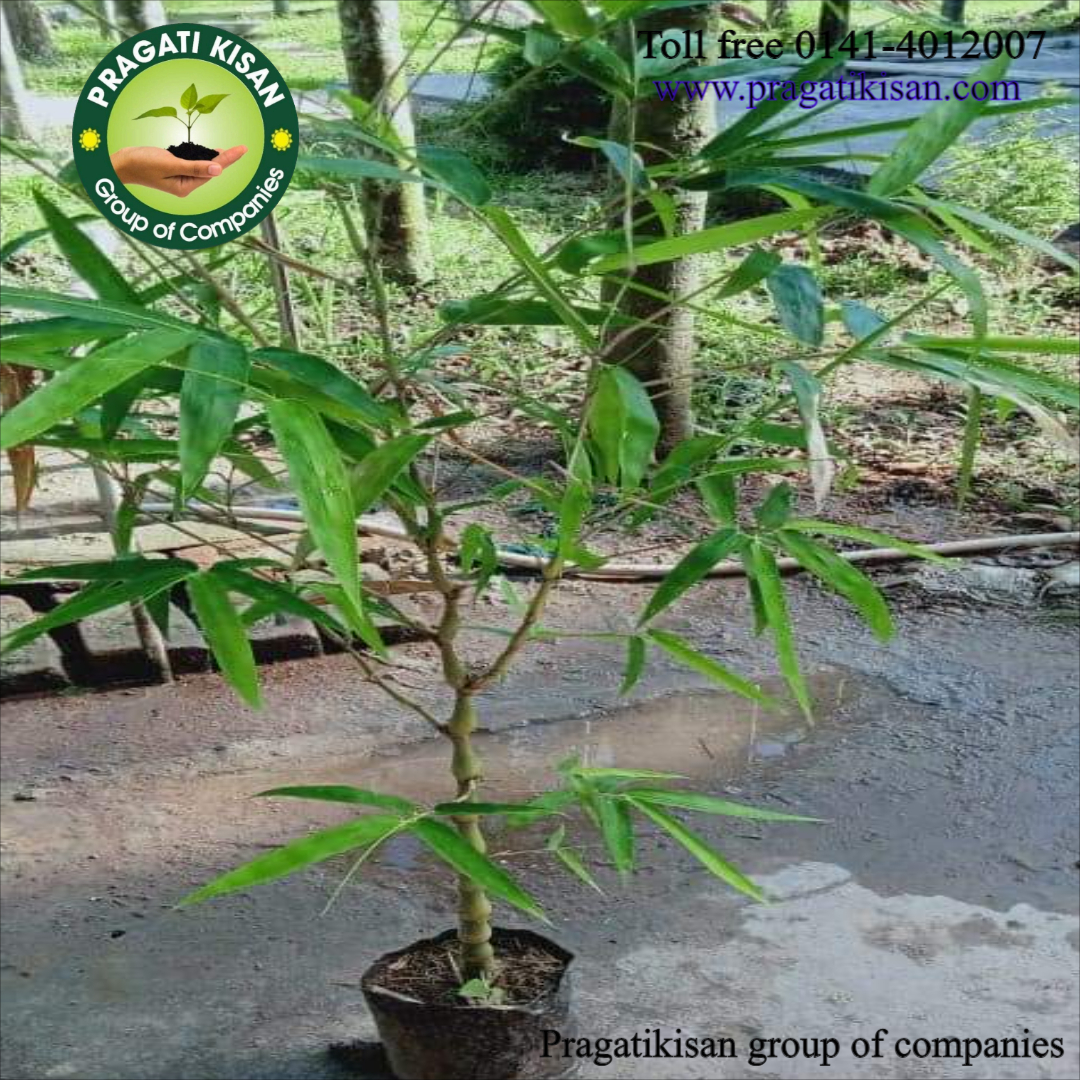Bamboo Plants - 4 Inch Diameter, Green Color, 2 Feet Size | Suitable For Outdoor Use, Shelf Life Of 25-30 Days