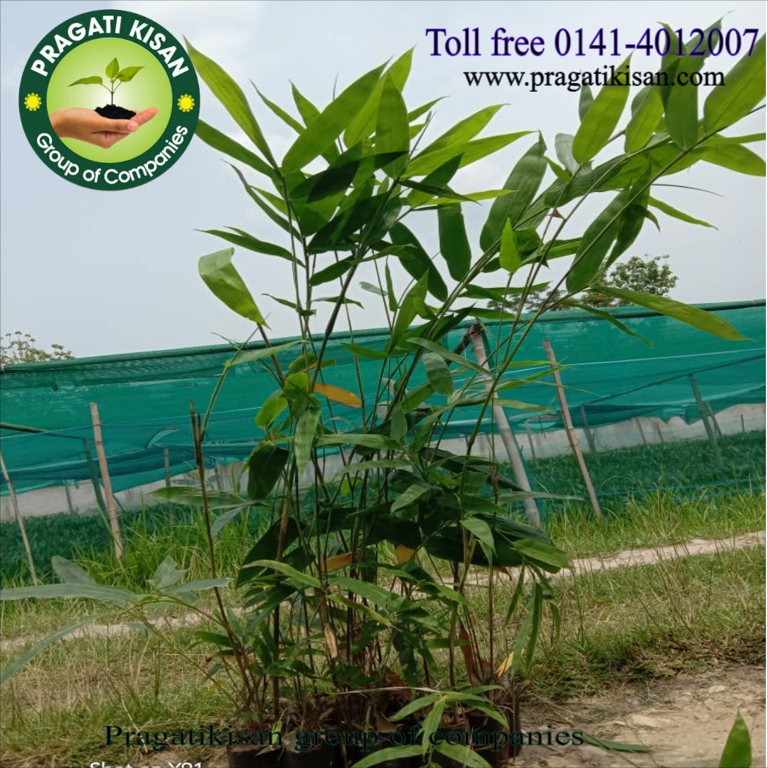 Bamboo Plants - 4 Inch Diameter, Green Color, 2 Feet Size | Suitable For Outdoor Use, Shelf Life Of 25-30 Days