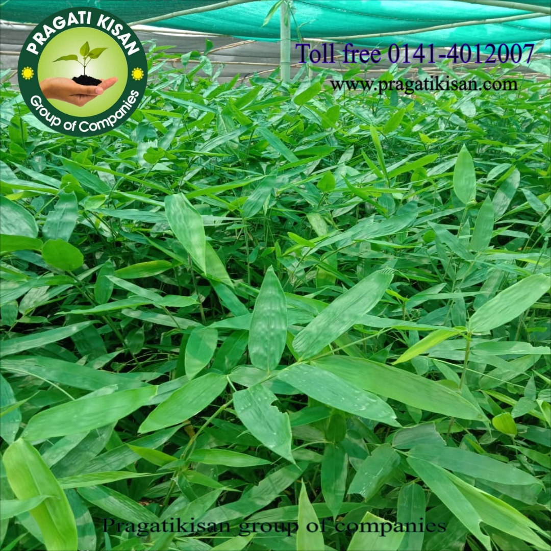 Bamboo Plants - 4 Inch Diameter, Green Color, 2 Feet Size | Suitable For Outdoor Use, Shelf Life Of 25-30 Days