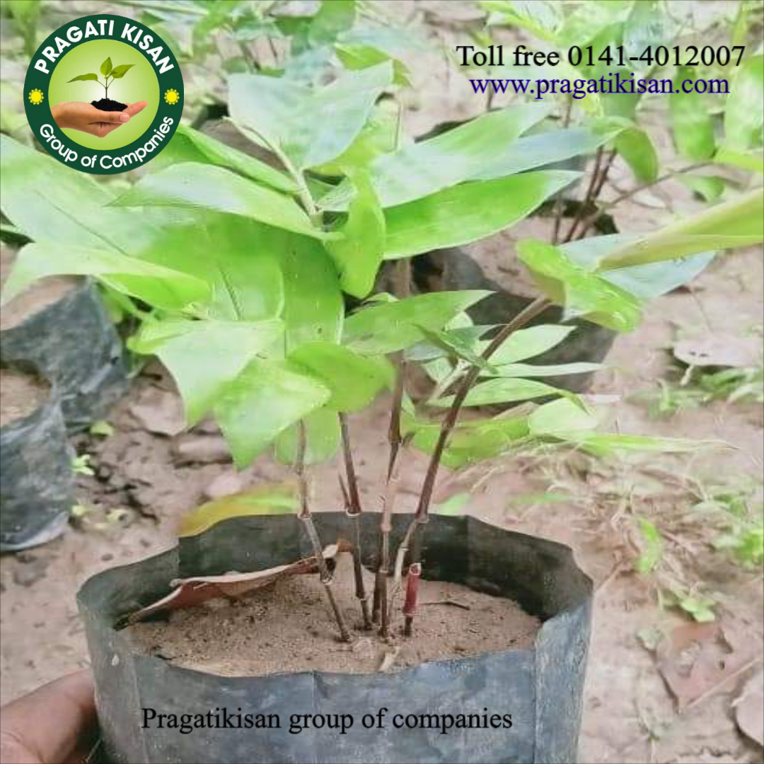 Bamboo Plants - 4 Inch Diameter, Green Color, 2 Feet Size | Suitable For Outdoor Use, Shelf Life Of 25-30 Days