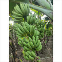 Common Fresh Green Banana