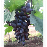 Common Fresh Black Grapes