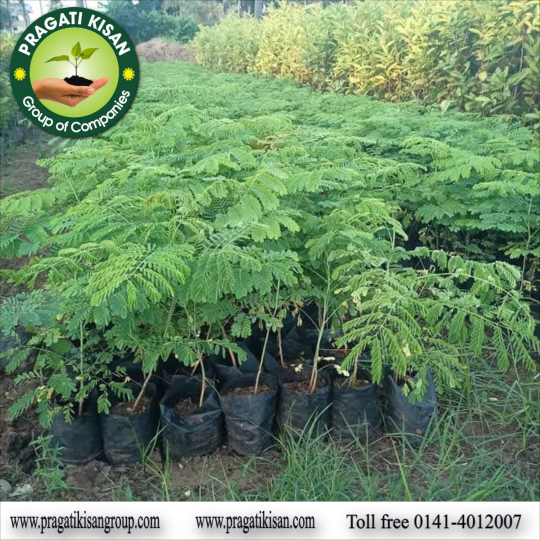 Green Sahjan Plants
