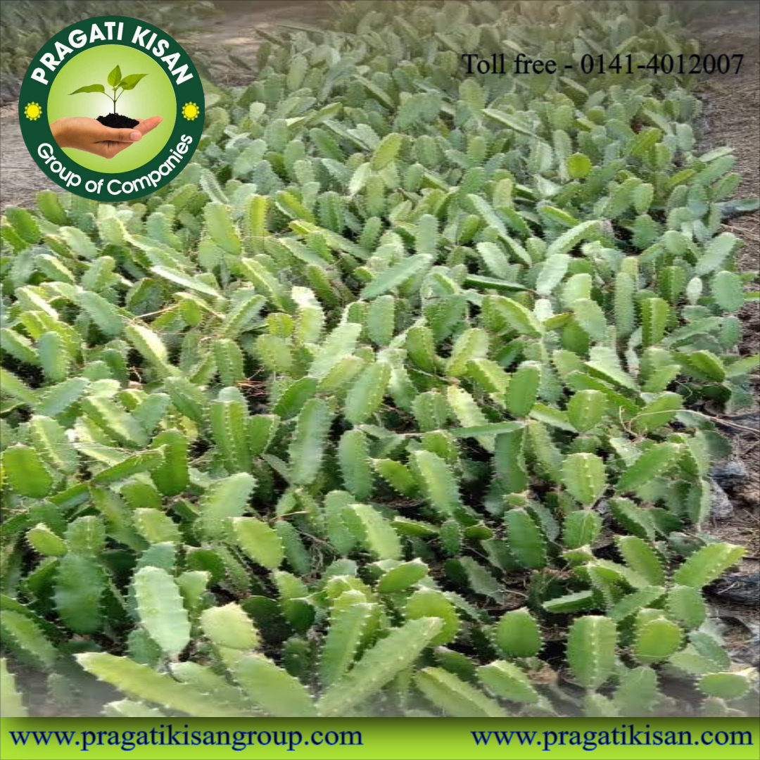 Green Dragon Fruit Plants