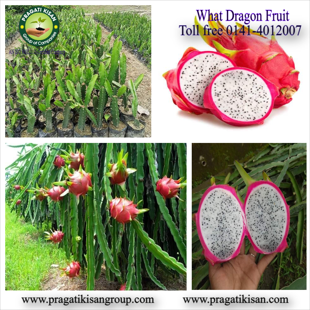 Green Dragon Fruit Plants