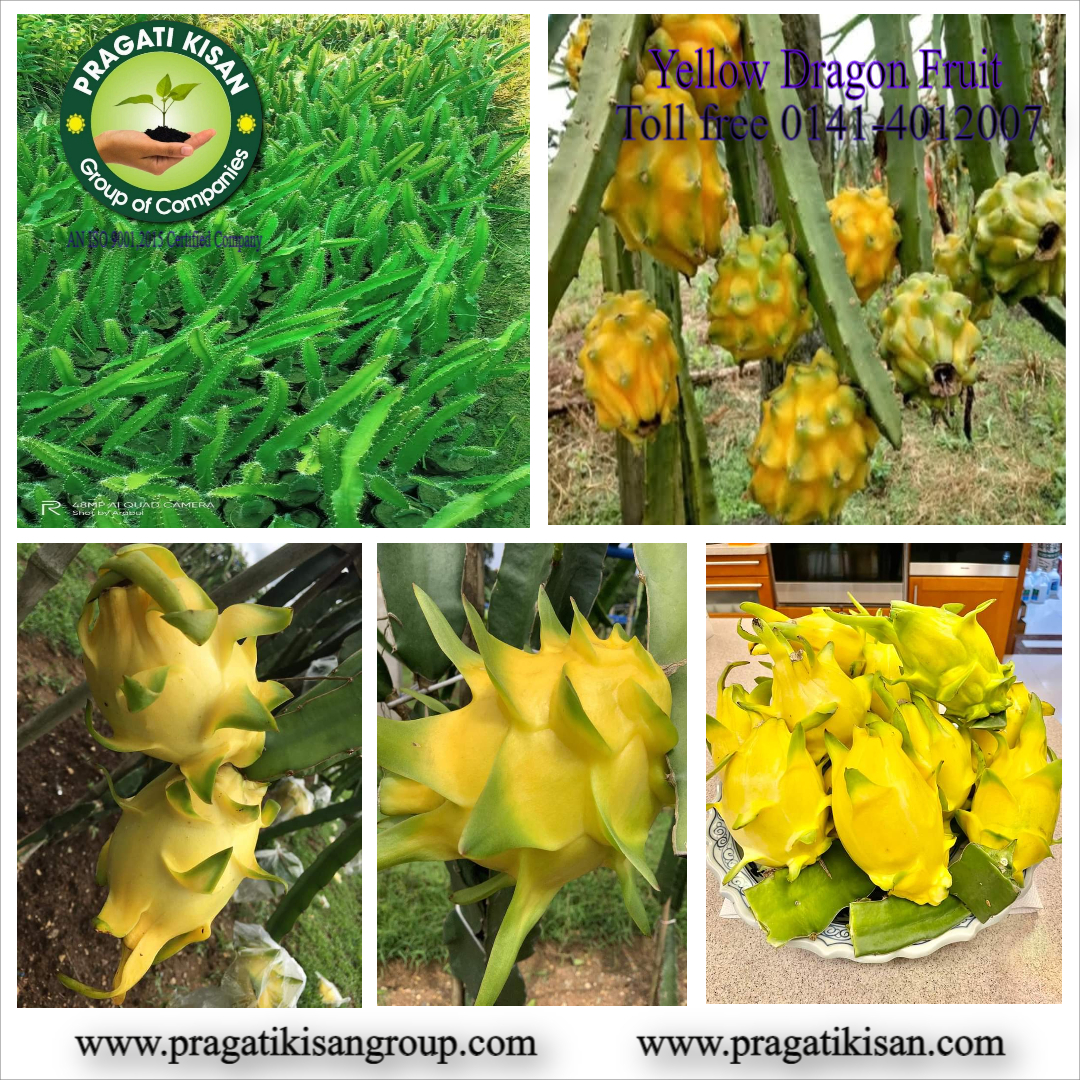 Green Dragon Fruit Plants