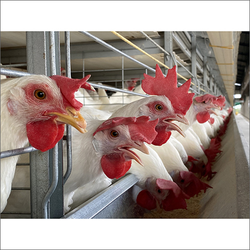 Plastic Capacity Feeder