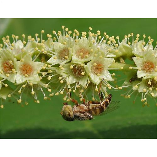 बादाम का पेड़