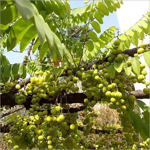 बुडेड आंवला प्लांट