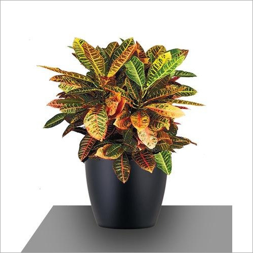 बुडेड आंवला इंडोर प्लांट