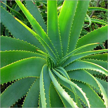 Aloe Indica Plant - Natural Herbal Remedy , Promotes Oral Health & Skin Wellness