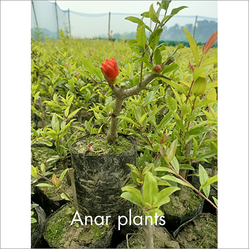 अनार के पौधे