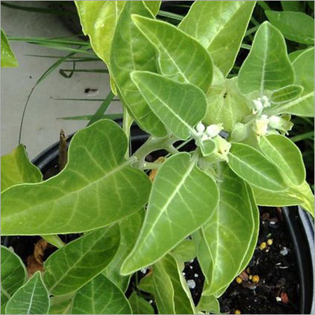 Ashwagandha Plant