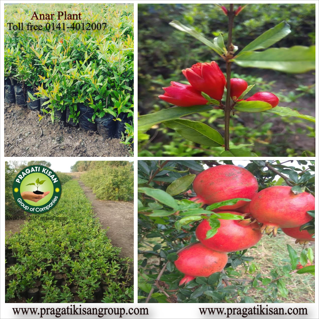 Green Pomegranate Plants