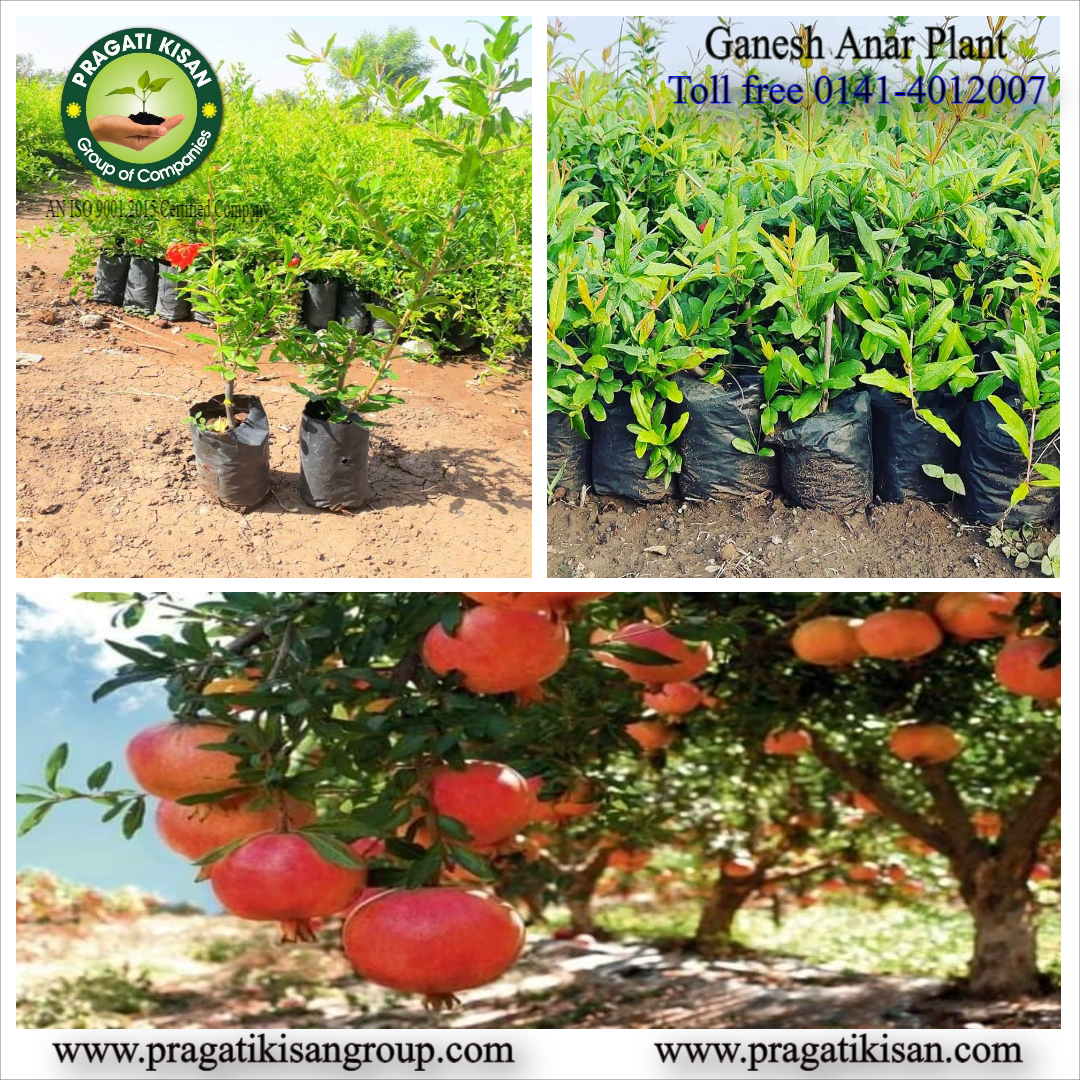 Green Pomegranate Plants